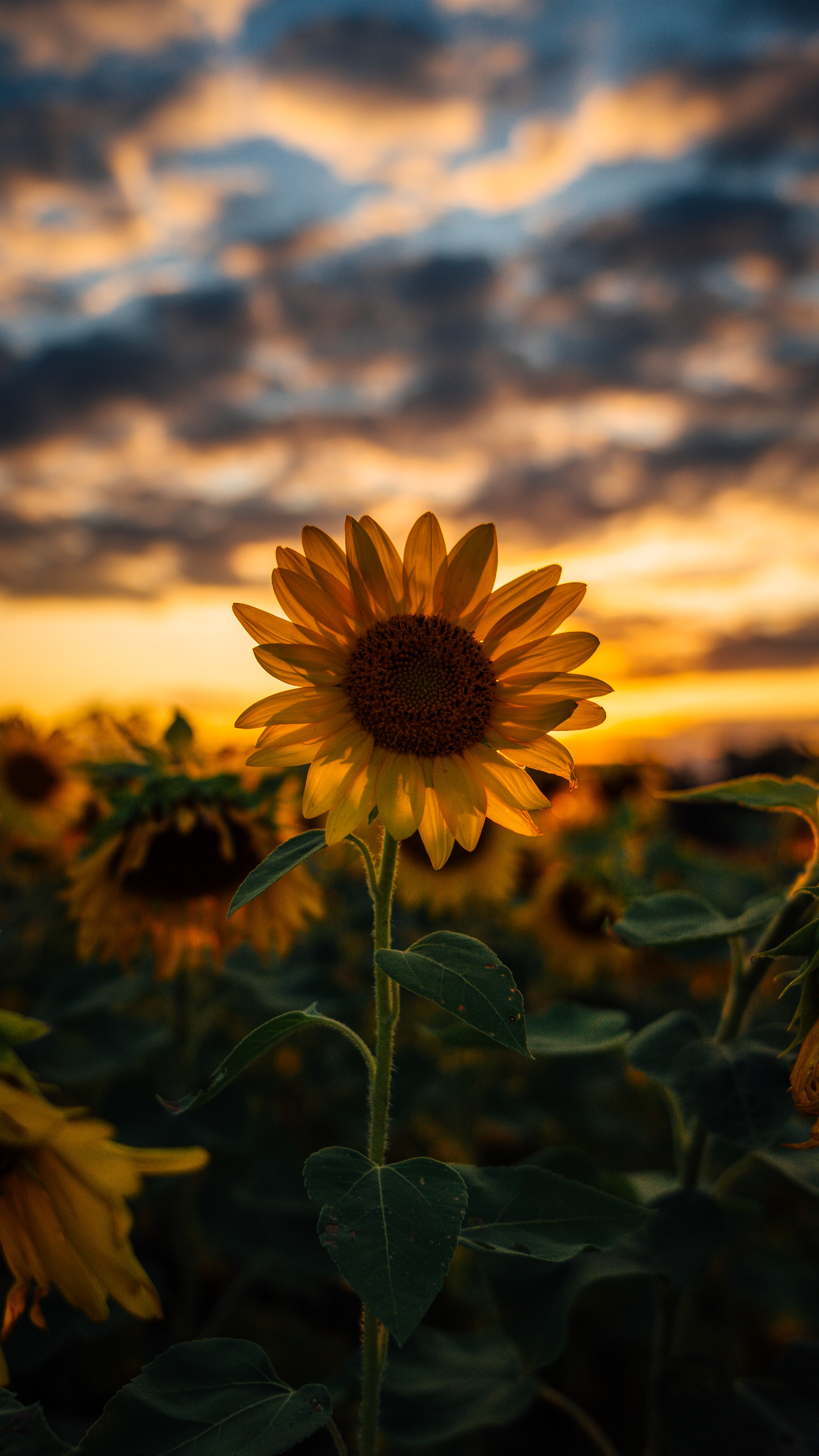 Sunflower Epic