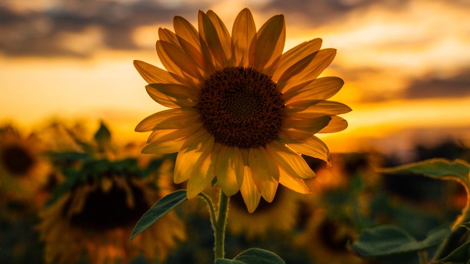 Sunflower Epic